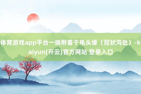 体育游戏app平台一端附着于龟头缘（冠状沟处）-kaiyun(开云)官方网站 登录入口